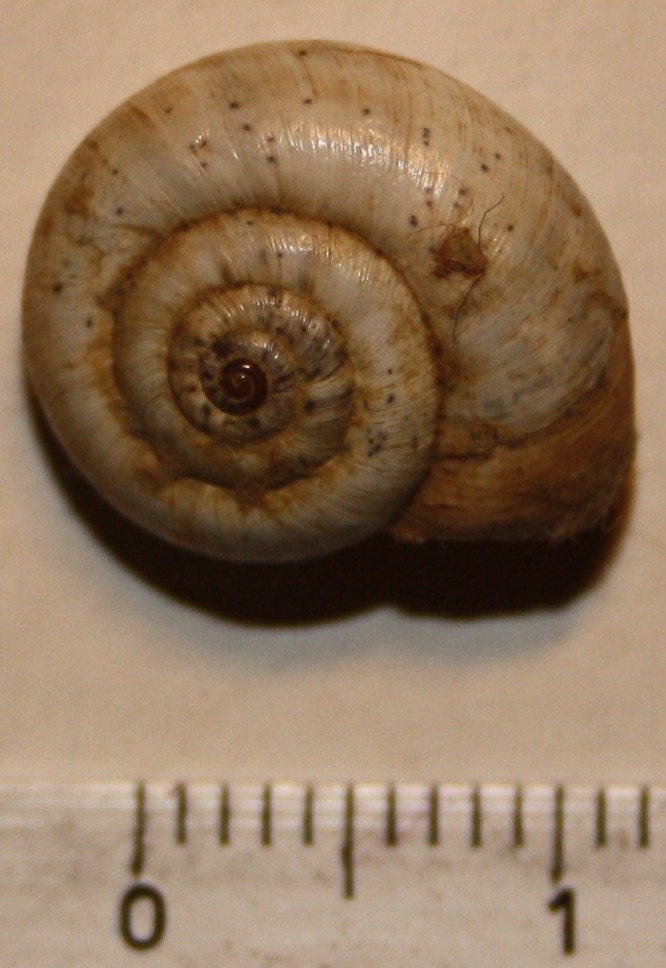 Monacha cartusiana e Cernuella cf. neglecta